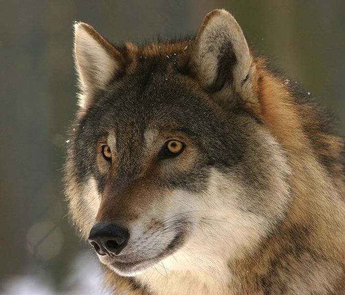 Lupo in Piemonte, Carosso scrive al ministro dell'Ambiente