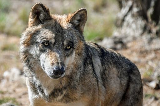 Lupo, Confagricoltura ne chiede l'abbattimento selettivo