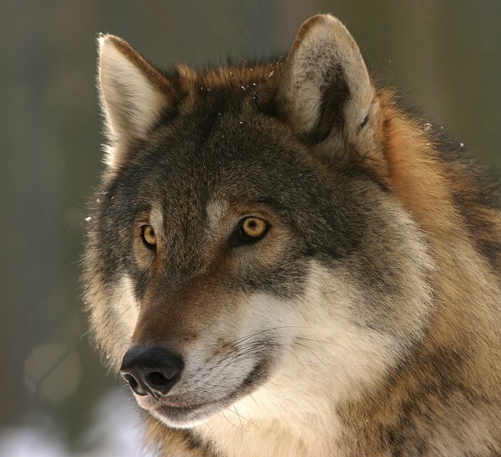 L’appello all’Europa: «Il lupo non sia più una specie iperprotetta»