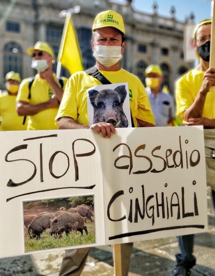 Cinghiali, la protesta di Coldiretti: &quot;Danni in aumento, serve intervenire subito&quot;