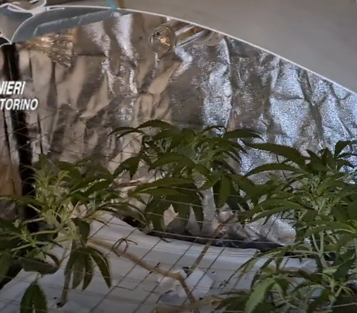 Serra di marijuana