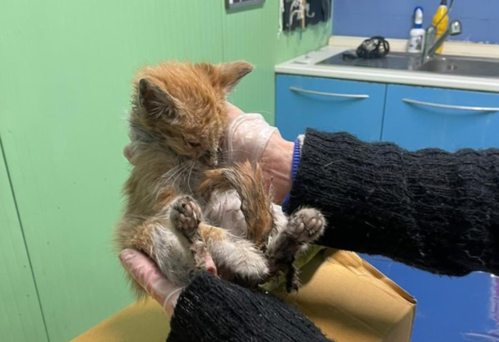 Uno dei gattini soccorsi