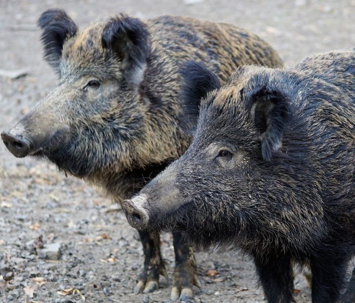 cinghiale - foto d'archivio