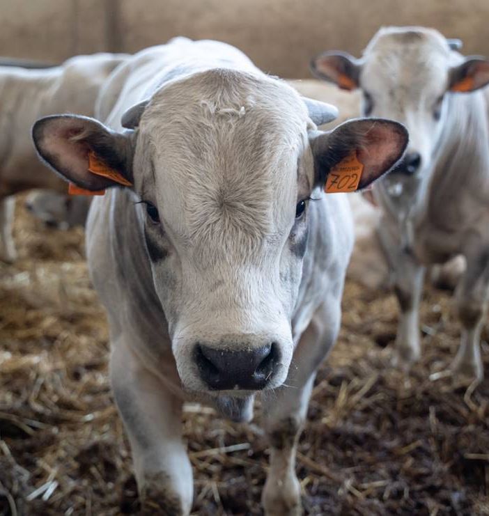 Allevamento di bovini