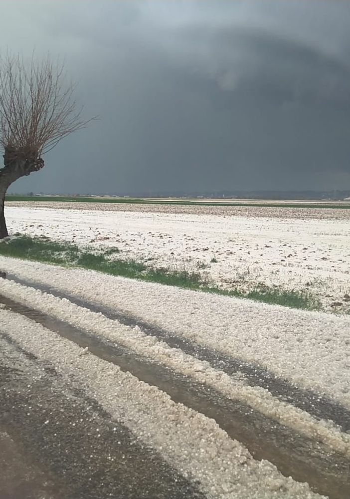 albero con a neve e la strada imbiancata