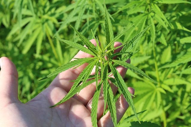 Sì alla coltivazione della cannabis: il Consiglio Regionale approva il via libera per la canapa e le sue filiere produttive