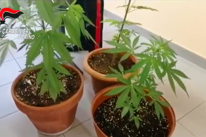 piante di marijuana