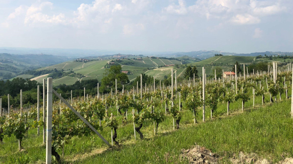 Un decennio da sogno per i vini del Piemonte