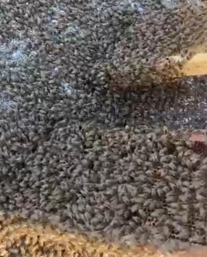 La natura si prende la zona industriale di Orbassano: maxi sciame d'api catturato davanti all'Av El [VIDEO]