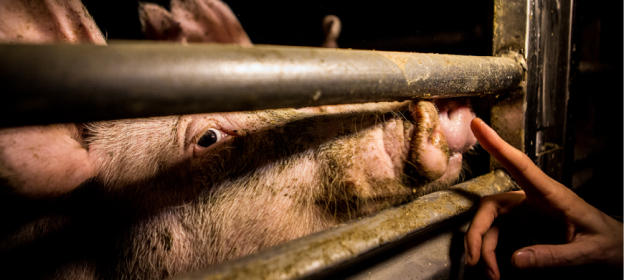 Coronavirus, Coldiretti: "No a speculazioni su comparto suinicolo piemontese”