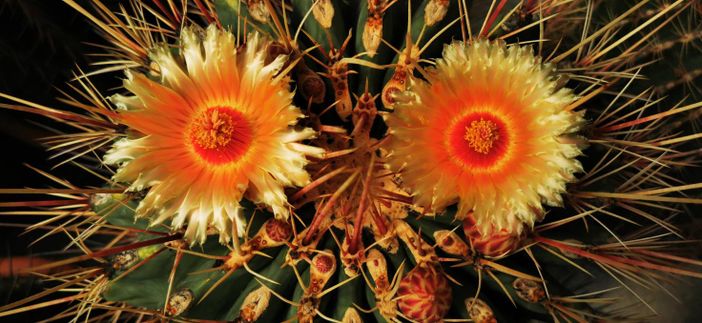 Fiori: un viaggio in mezzo alle spine