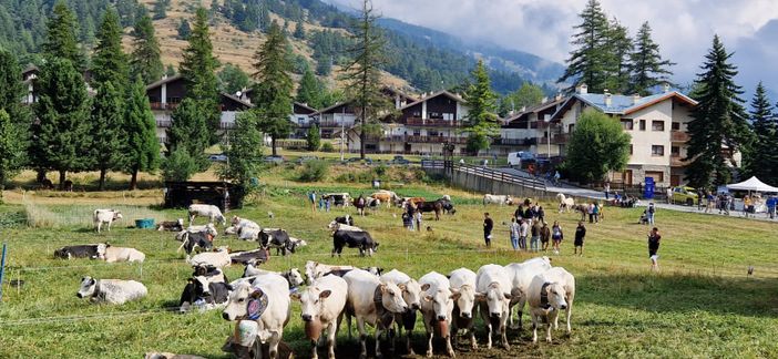 Due giorni per Miss Mucca e Miss Manza, elette tra gli applausi a Pragelato