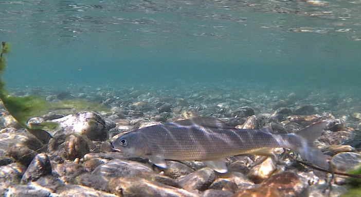 Il Temolo adriatico che vive tra Po e Pellice Il Temolo adriatico che vive tra Po e Pellice