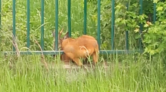 E' tornato libero a Villarbasse il capriolo incastrato nella recinzione dell'Istituto Irccs di Candiolo