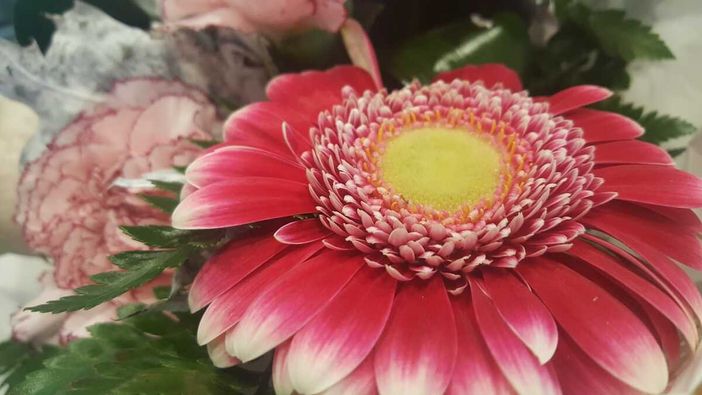 Una gerbera