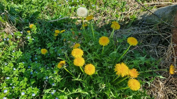 Tarassaco, ma anche dente di leone o soffione: storia, origini e segreti