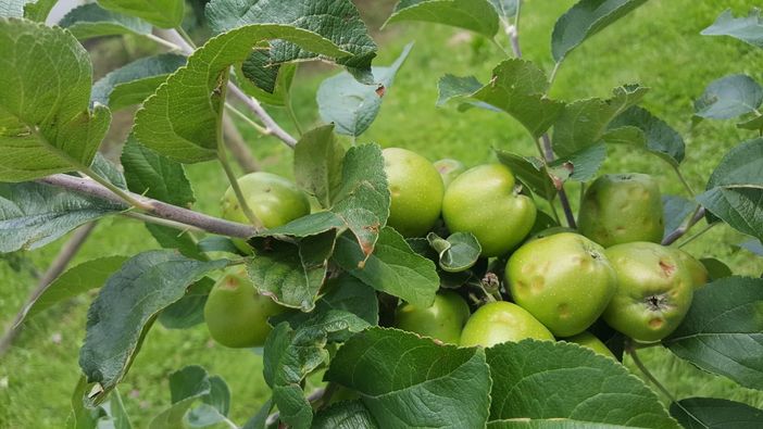 Coldiretti:"Le temperature sotto zero mettono a dura prova le colture made in Piemonte" Coldiretti:"Le temperature sotto zero mettono a dura prova le colture made in Piemonte"