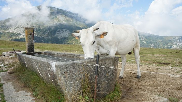 A Pian Munè di Paesana il laboratorio “Lo sai come si fa il formaggio?”
