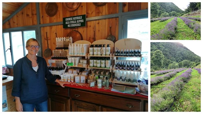 A Pian delle Regina di Crissolo la “provenzale” fioritura della lavanda A Pian delle Regina di Crissolo la “provenzale” fioritura della lavanda