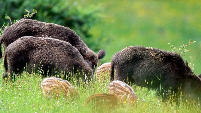Emergenza cinghiali: Città metropolitana e associazioni degli agricoltori lavorano insieme