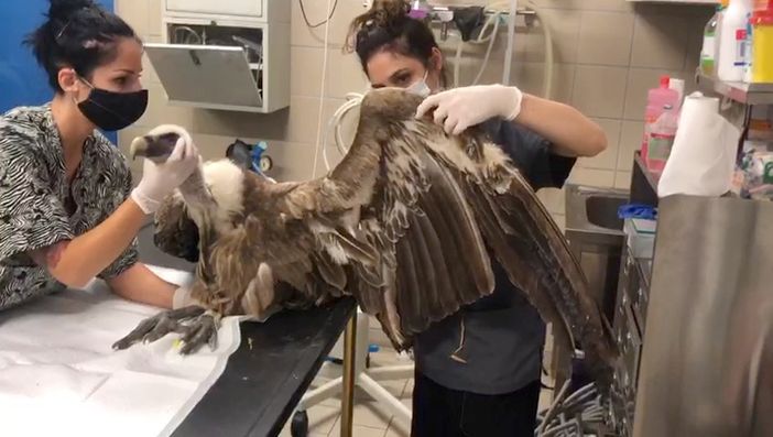 Fisioterapia passiva per aiutare il grifone Godric a recuperare l'uso delle ali Fisioterapia passiva per aiutare il grifone Godric a recuperare l'uso delle ali