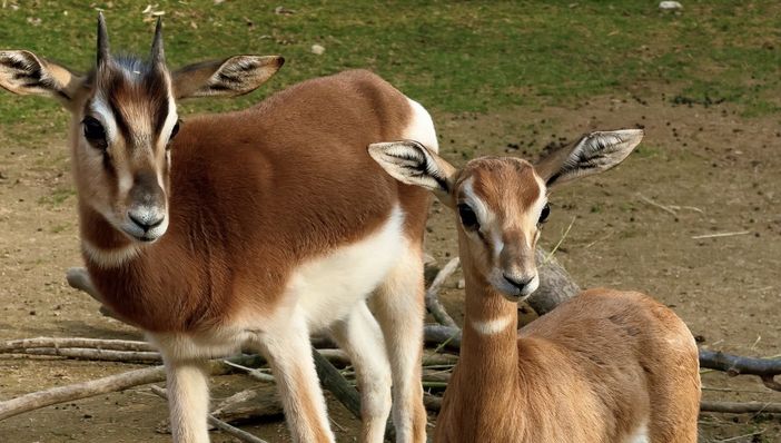 Due piccole gazzelle di Mhorr vivono nella savana di Cumiana [VIDEO]