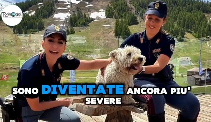 &quot;Se non ti porto, non parto&quot;, patente sospesa fino a un anno per chi abbandona un animale in strada [VIDEO]