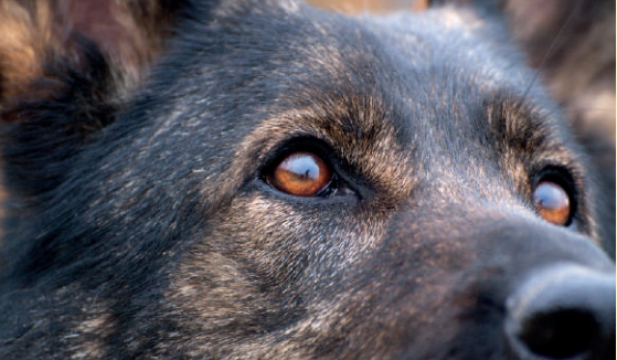 Animali d'affezione, la Regione: "Necessaria una maggiore tutela" Animali d'affezione, la Regione: "Necessaria una maggiore tutela"