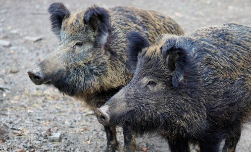 Peste Suina Africana, Coldiretti Piemonte: "Dopo ordinanza, applicare subito le misure straordinarie”