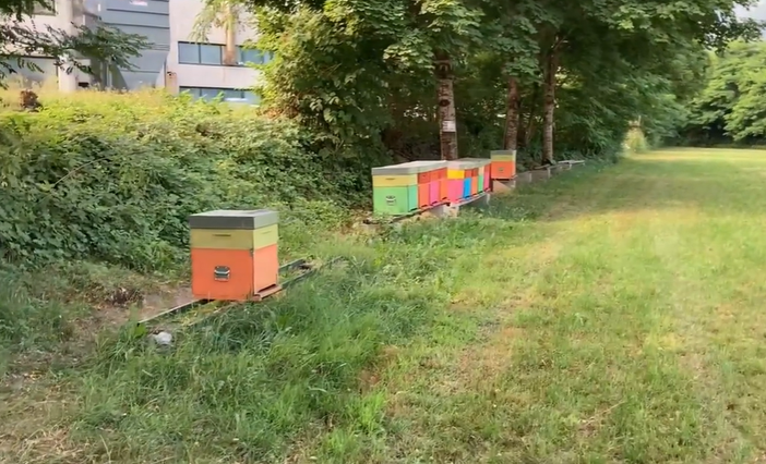 Gli alveari a Villar Perosa di Bee Slow dopo il furto