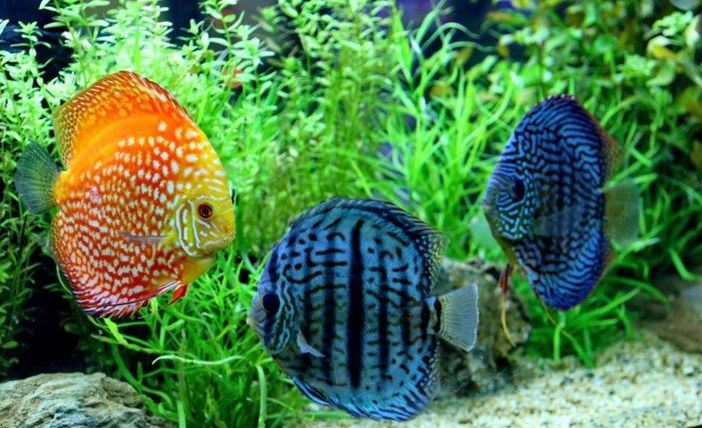 Petsfestival 2021: l’acquariologia è di casa