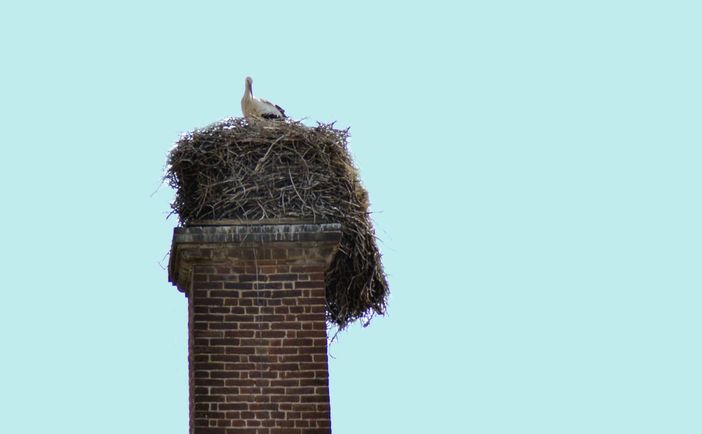 (Foto di Cinzia Consolati) (Foto di Cinzia Consolati)