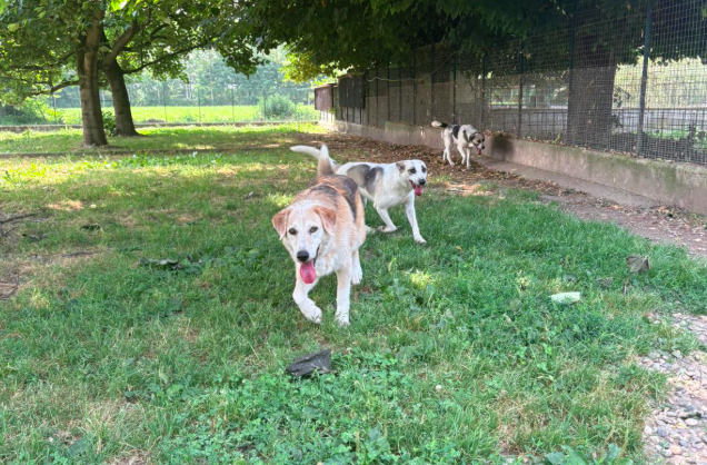 Rifugio di Cavour: boom di operazioni per oltre 3 mila euro, servono donazioni per il canile