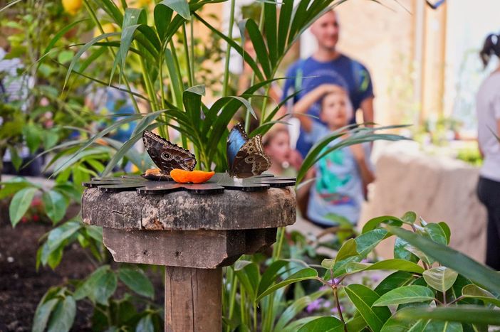 ‘L’Oasi delle farfalle’ di Zoom ‘L’Oasi delle farfalle’ di Zoom
