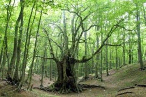 Truc Bandiera, a Rivalta un bosco per la comunità Truc Bandiera, a Rivalta un bosco per la comunità