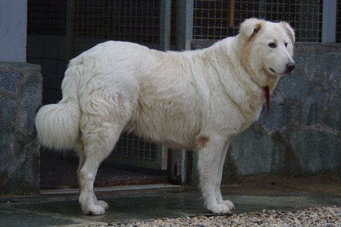 La maremmana Nebbia, ospitata nel Canile di Bibiana