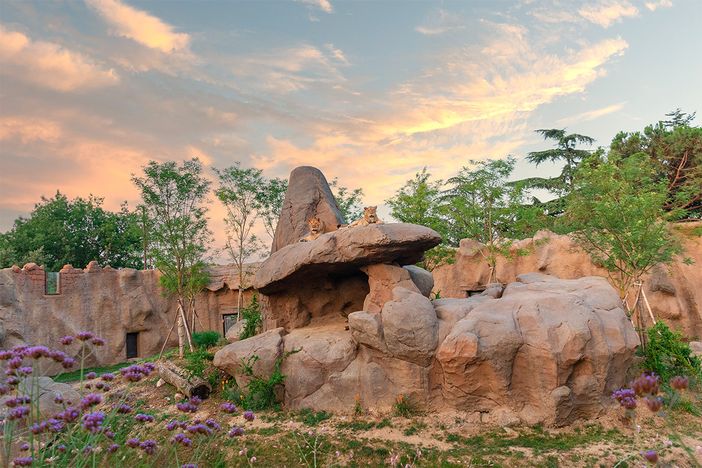 I leoni di Zoom al tramonto I leoni di Zoom al tramonto