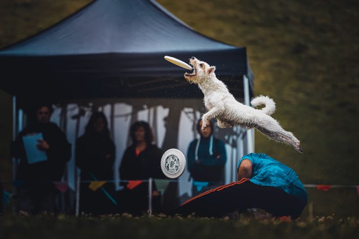 Nel fine settimana a Cumiana arrivano i ‘cani volanti’ del disc dog