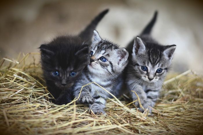 Una casa per i gatti vicino ad anziani e bambini di Pascaretto Una casa per i gatti vicino ad anziani e bambini di Pascaretto