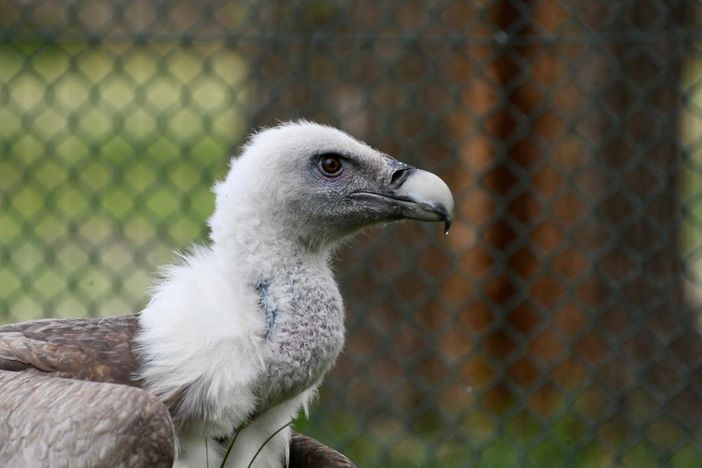 Godric, il grifone salvato dai carabinieri e dal Canc di Grugliasco, torna a volare nella &quot;sua&quot; Val Pellice