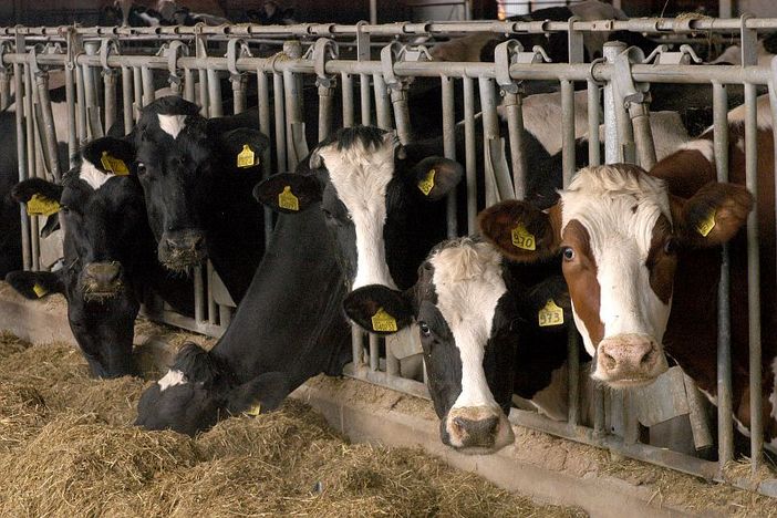 mucche - foto d'archivio mucche - foto d'archivio