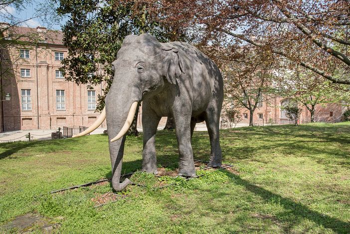 L'elefante Fritz torna alla Palazzina di Caccia di Stupinigi e si mette in mostra L'elefante Fritz torna alla Palazzina di Caccia di Stupinigi e si mette in mostra
