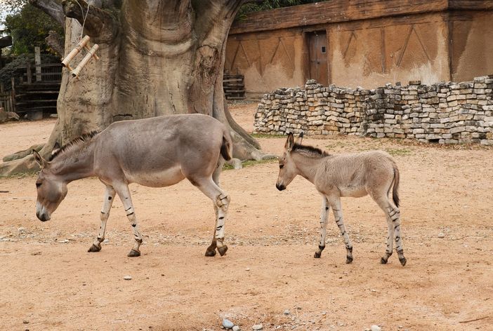 Zoom festeggia la nascita di un piccolo di Asino Somalo [VIDEO]