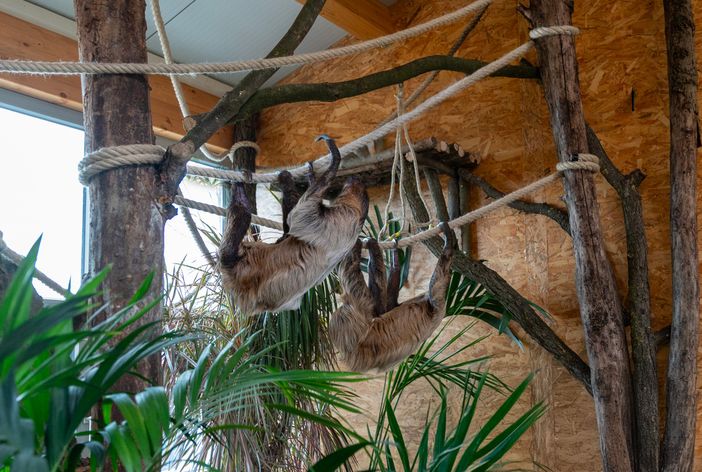 I due nuovi bradipi di Zoom I due nuovi bradipi di Zoom