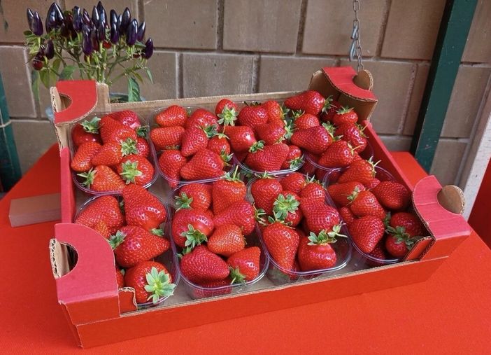 Peveragno torna a raccontarsi attraverso la sua fragola
