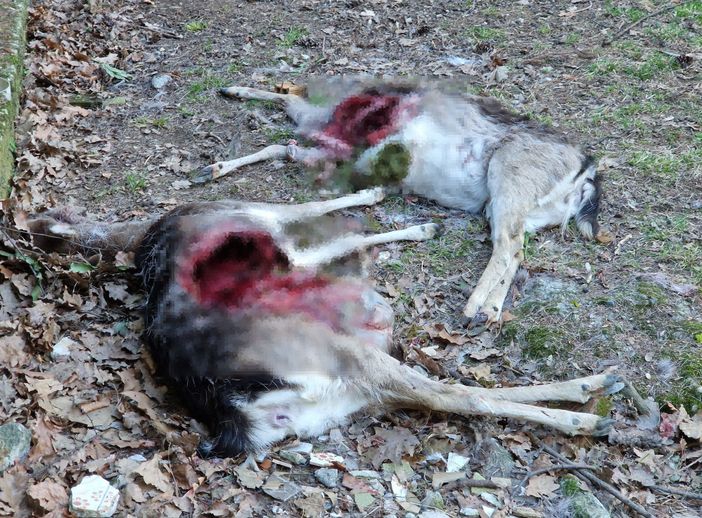 Due dei tre daini predati Due dei tre daini predati