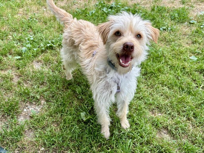 Alfred di Rivalta Alfred di Rivalta