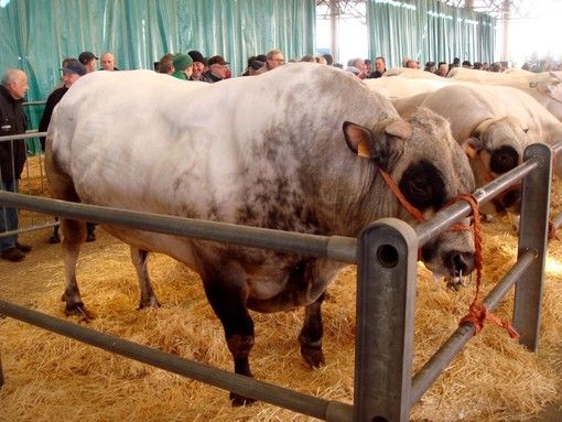 Bovini di Razza Piemontese