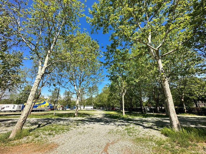 alberi - foto d'archivio alberi - foto d'archivio