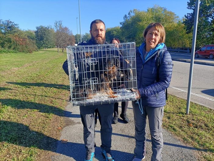 cani clochard moncalieri cani clochard moncalieri